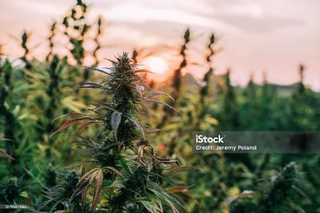 Sun-grown field